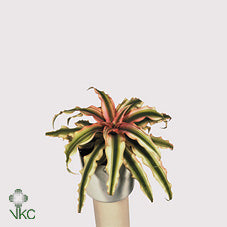Cryptanthus Bromeliad – 6cm Pot