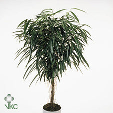 Ficus Alii (Ficus binnendijkii) – 17cm Pot, 70cm High