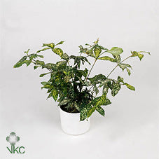 Dracaena surculosa Bush Tree – 30cm Pot, 120cm High