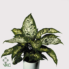 Dieffenbachia Compacta – 17cm Pot, Approx. 50cm High