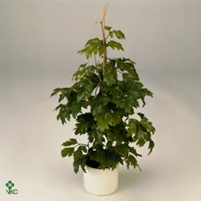 Cissus ‘Ellen Danica’ – 17cm Pot