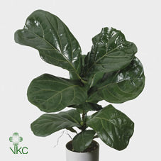 Fiddle Leaf Fig (Ficus lyrata) – 30cm Pot, 140cm Tall