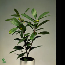 Ficus cyathistipula African Fig – 30cm Pot, Approx. 140cm