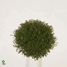 Baby's Tears Plant (Soleirolia soleirolii) – 11cm Pot