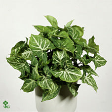 Arrowhead Plant (Syngonium) – 12cm Pot