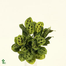 Prayer Plant (Maranta leuconeura kerchoveana) – 8.5cm Pot
