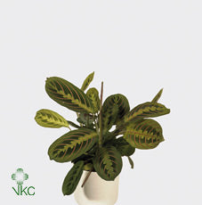 Maranta ‘Fascinator’ Prayer Plant – 8.5cm Pot