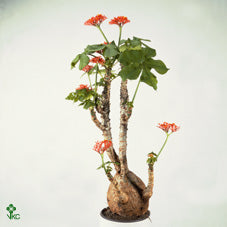 Jatropha Flowering Houseplant – 13cm Pot