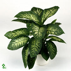 Dieffenbachia ‘Tropic Snow’ – 21cm Pot