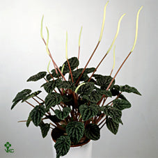 Peperomia Caperata ‘La Paz’ – 12cm Pot