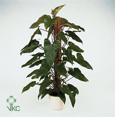 Philodendron Red Emerald – 19cm Pot, 70cm High
