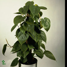 Philodendron scandens – 24cm Pot, Approx. 110cm High