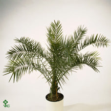 Canary Island Date Palm (Phoenix canariensis) – 24cm Pot, 140cm