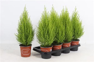 Goldcrest Lemon Cypress (Cupressus macrocarpa) – 10.5cm Pot