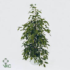 Ficus Exotica Weeping Fig (Ficus benjamina) – 27cm Pot