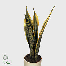 Snake Plant (Sansevieria trifasciata) – 30cm Pot, 95cm High