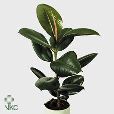 Rubber Plant (Ficus elastica) – 14cm Pot, 40cm High