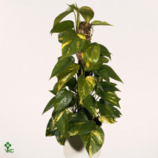 Golden Pothos (Epipremnum aureum) – 24cm Pot