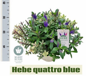 Hebe ‘Q Kiwi Carnaval’ – 23cm Pot