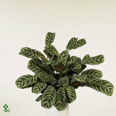Ctenanthe Burle Marxii ‘Zink Louise’ – 12cm Pot