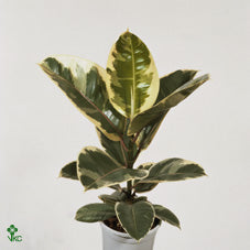 Ficus Elastica ‘Tineke’ Rubber Plant – 27cm Pot