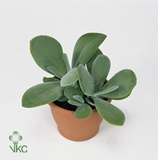 Kalanchoe thyrsiflora ‘Red Lips’ – 5.5cm Pot