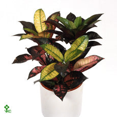 Mrs Iceton Croton (Codiaeum variegatum) – 30cm Pot, 150cm High