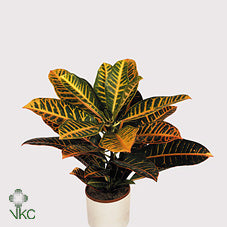 Large-Leaved Croton (Codiaeum variegatum) – 27cm Pot