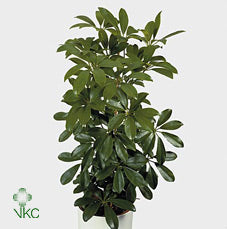 Dwarf Umbrella Tree (Schefflera arboricola) – 21cm Pot