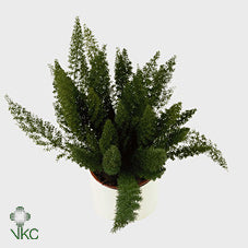 Asparagus Myers Fern – 12cm Pot, Approx. 30cm High