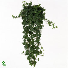 Hedera helix ‘Pittsburg’ Ivy – 13cm Pot