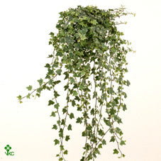 English Ivy (Hedera helix) – 17cm Pot