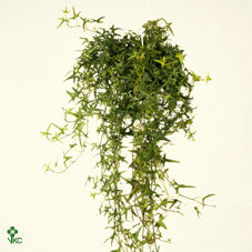 Green Arrowhead Ivy (Hedera helix) – 13cm Pot