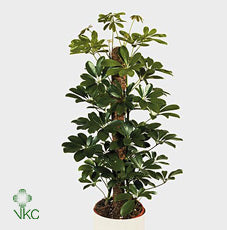 Dwarf Umbrella Tree (Schefflera arboricola) – 30cm Pot, 130cm Tall