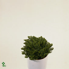 Rose of Jericho (Selaginella) – 10cm Gift Box