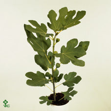 Brown Turkey Fig Tree (Ficus carica) – 15cm Pot
