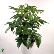 Umbrella Tree (Schefflera) – 24cm Pot, Approx. 110cm High