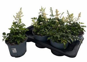Astilbe Garden Plant – 17cm Pot, Approx. 36cm High