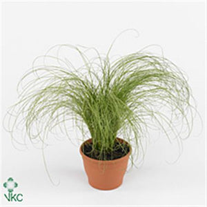 Carex Ornamental Grass – 12cm Pot, Approx. 25cm High