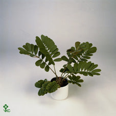 Cardboard Palm (Zamia furfuracea) – 14cm Pot