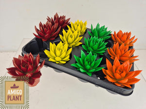 Rainbow Orange Echeveria Succulent – 6cm Pot