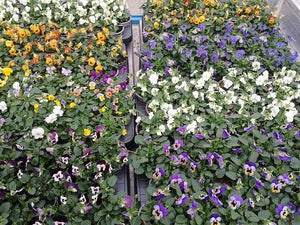 Mixed Viola (Viola cornuta Group) – 9cm Pot
