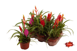 Mixed Bromeliad Trio – 12cm Pots, 35cm High