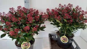 Skimmia japonica 'Rubella' – 26cm Pot, 60cm High