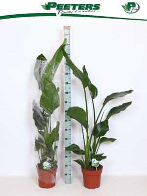 White Bird of Paradise (Strelitzia nicolai) – 24cm Pot, 160cm