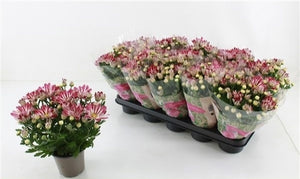 Rainbow Chrysanthemum – 12cm Pot, 30cm High
