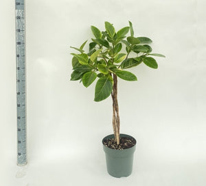 Ficus altissima – 27cm Pot, Approx. 110cm High