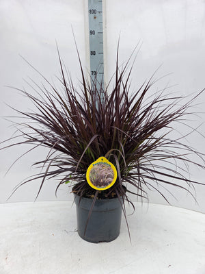 Pennisetum Ornamental Grass – 23cm Pot