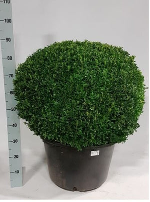 Extra-Large Boxwood Ball (Buxus sempervirens) – 45cm Pot