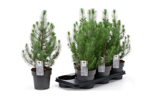 Silver Crest Pine (Pinus) – 15cm Pot, 47cm High